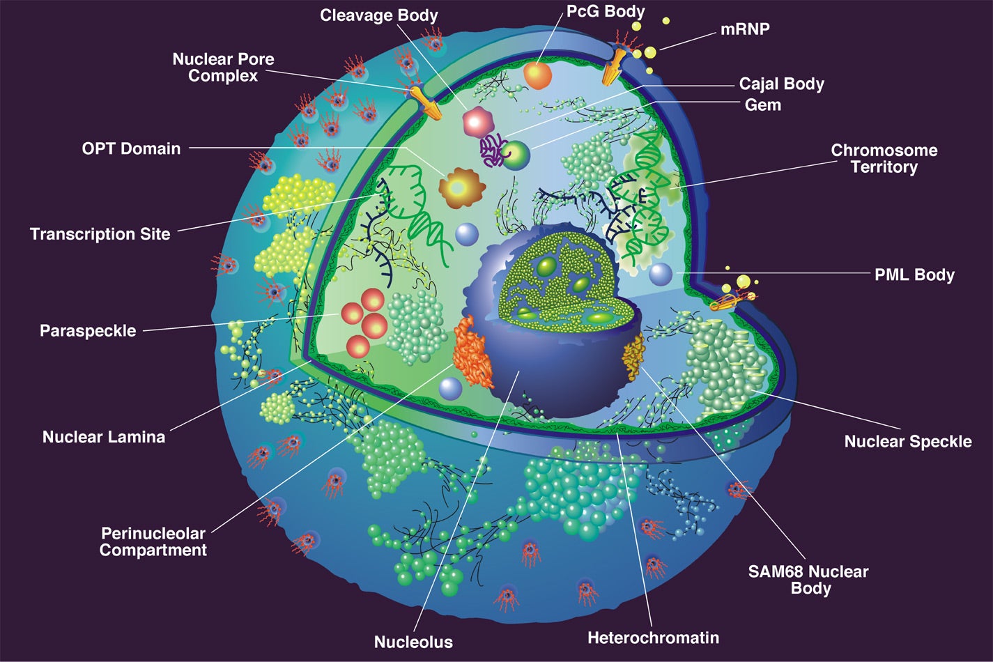 Nuclear Domains Spector Lab